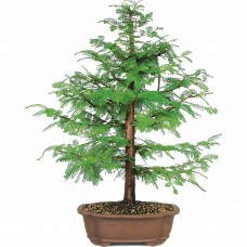 Dawn Redwood Bonsai Tree   552967804
